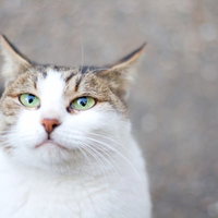 口がヘの字に曲がった不満そうな表情の猫の顔アップの写真