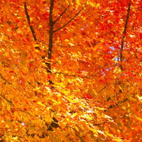 枝の葉が赤からオレンジに明るく色づいた秋の黄葉の写真