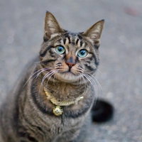 前足を揃えてお行儀よくお座りする猫の正面姿の写真