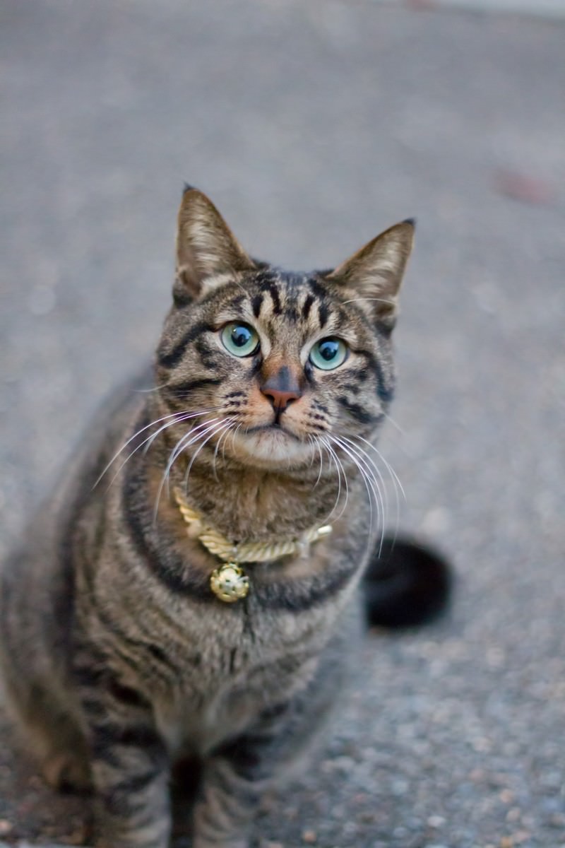前足を揃えてお座りする猫