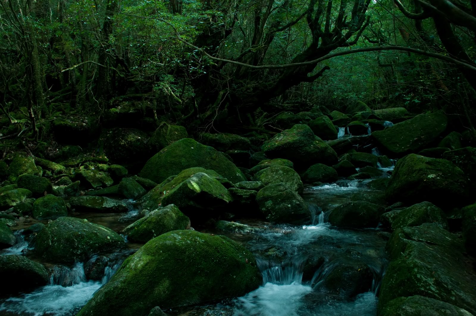 苔の岩間を流れる屋久島の川