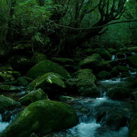 苔むした岩の間を清流が流れる屋久島の深い森と川の写真
