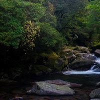 苔むした岩と清流が広がる屋久島の白谷雲水峡の神秘の風景の写真