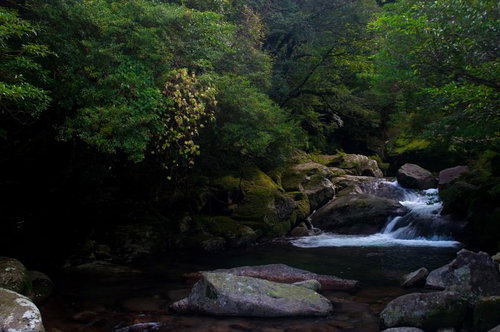 苔むした岩と清流が広がる屋久島の白谷雲水峡の神秘の風景