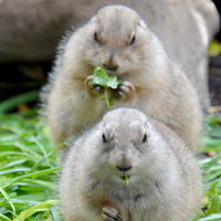 穴から顔を出してこちらを見つめるプレイリードッグの写真
