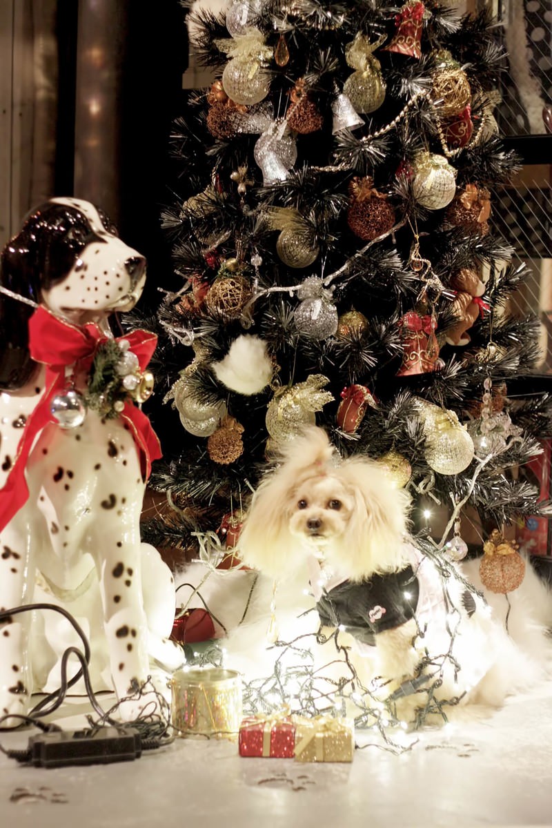 クリスマスツリー前のサンタ帽の犬