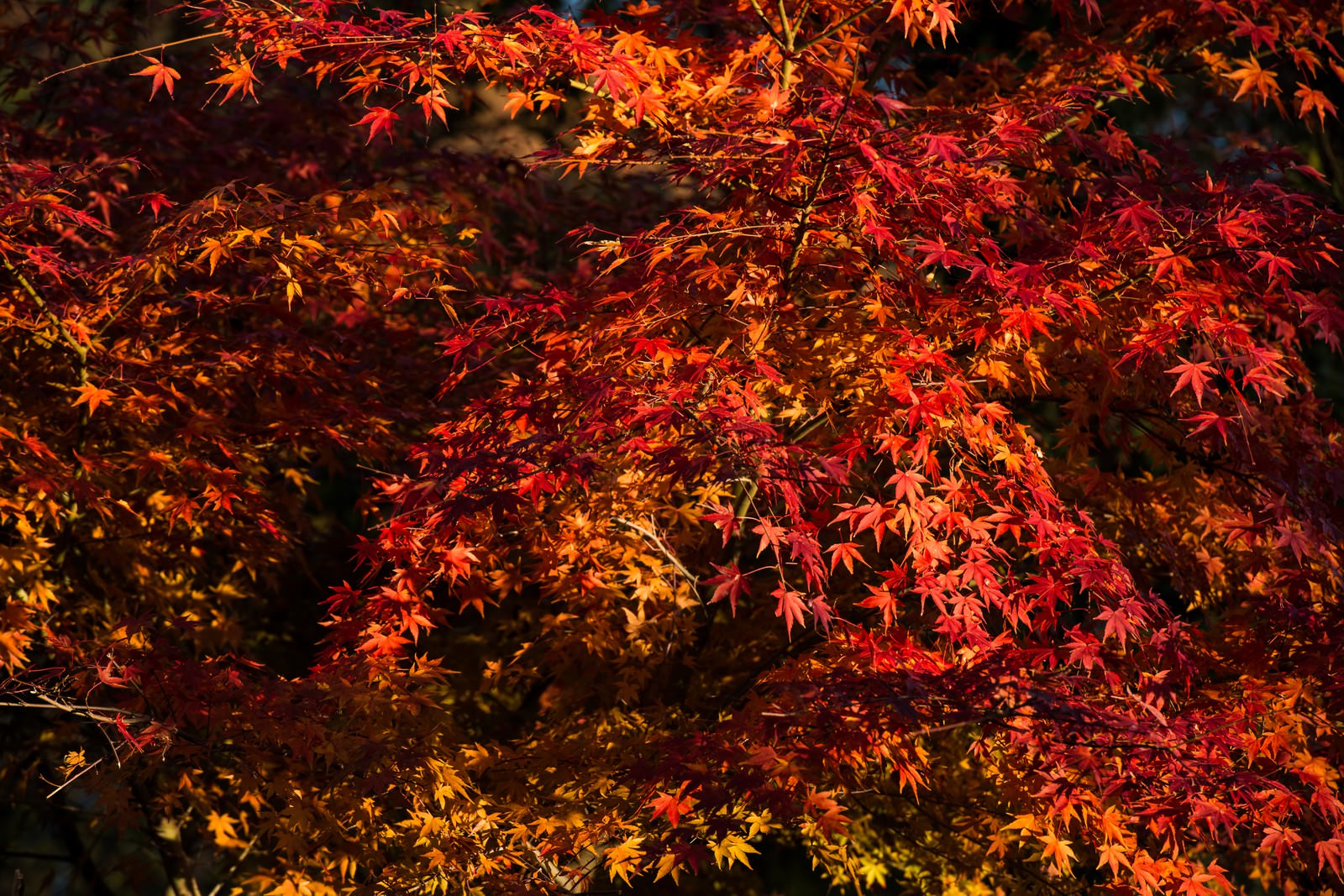 木立の中で色づいたモミジの紅葉