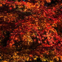 赤く色づいたモミジの紅葉の写真