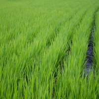 緑の稲が育つ青々とした田んぼの写真