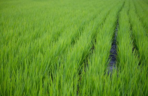 緑の稲が育つ青々とした田んぼ