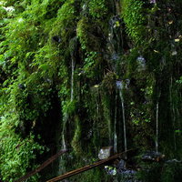苔むした岩壁を流れ落ちる延命水の湧水の写真