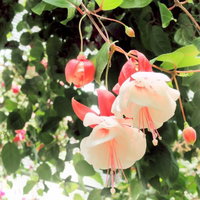 緑の葉の中に垂れ下がるフクシア（ホクシャ）の花の写真