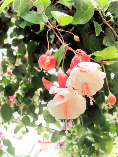 緑の葉の中に垂れ下がるフクシア（ホクシャ）の花