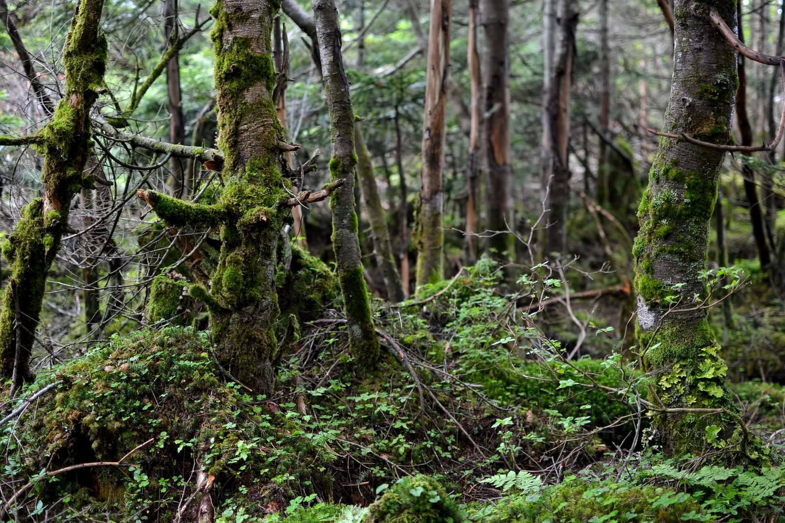 苔に覆われた樹海の地面