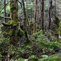 苔に覆われた地面と倒木が広がる樹海の風景の写真