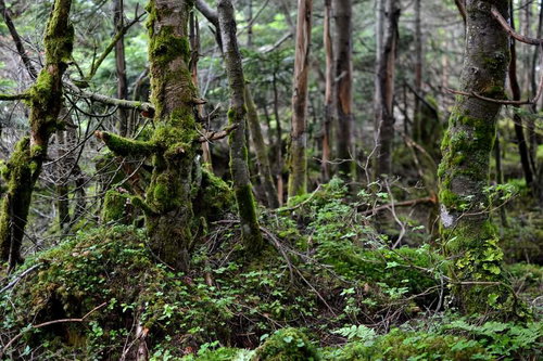 苔に覆われた地面と倒木が広がる樹海の風景