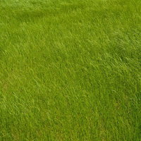 風に揺られてなびく緑の草のクローズアップの写真