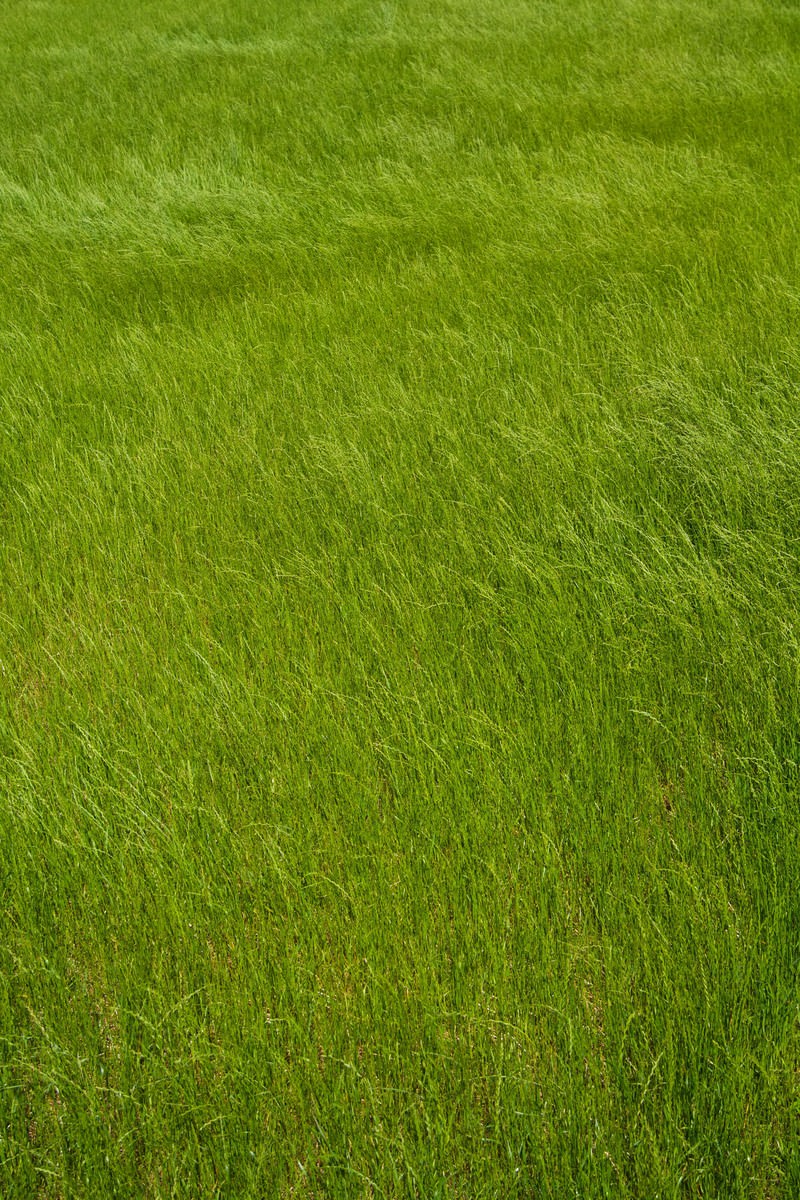 風に揺れてなびく緑の草