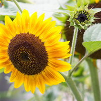 畑に咲く満開のひまわりと緑のつぼみの写真