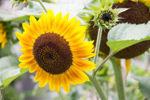 畑に咲く満開のひまわりと緑のつぼみ