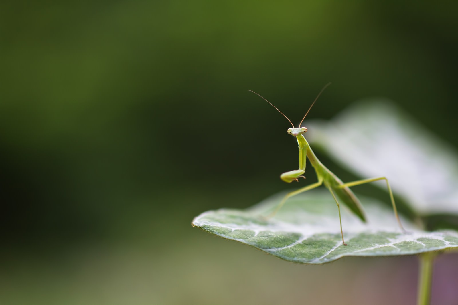 葉の上で前脚を上げて身構えるカマキリ