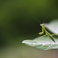 葉の上で前脚を上げて身構えるカマキリの写真