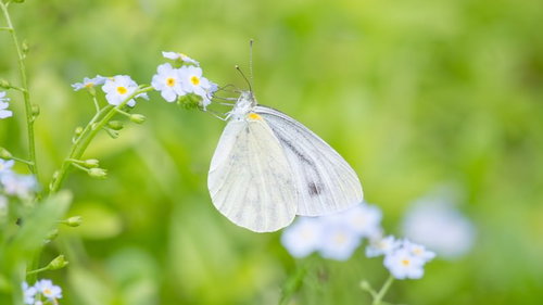 黄色い花の上で蜜を吸う白い紋白蝶の接写