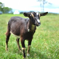 鈴を付けた黒ヤギがもぐもぐ草を食べる姿の写真