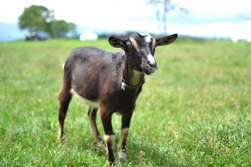 鈴を付けた黒ヤギがもぐもぐ草を食べる姿