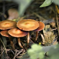 森の落ち葉の中に生えるキノコの群れの写真