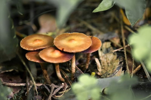 森の落ち葉の中に生えるキノコの群れ