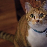 青い首輪のこちらを見つめる美人な茶トラ猫の写真