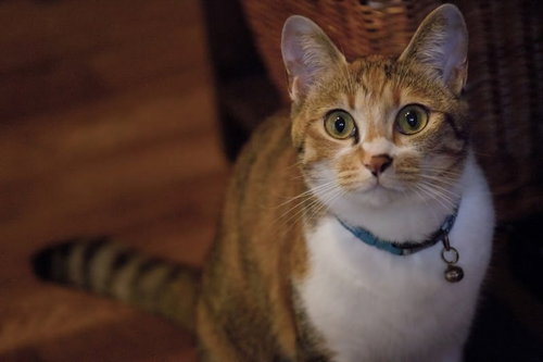 青い首輪のこちらを見つめる美人な茶トラ猫