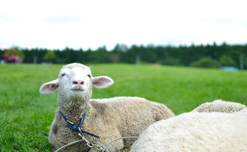 草原に座って空を見上げる羊さんたち