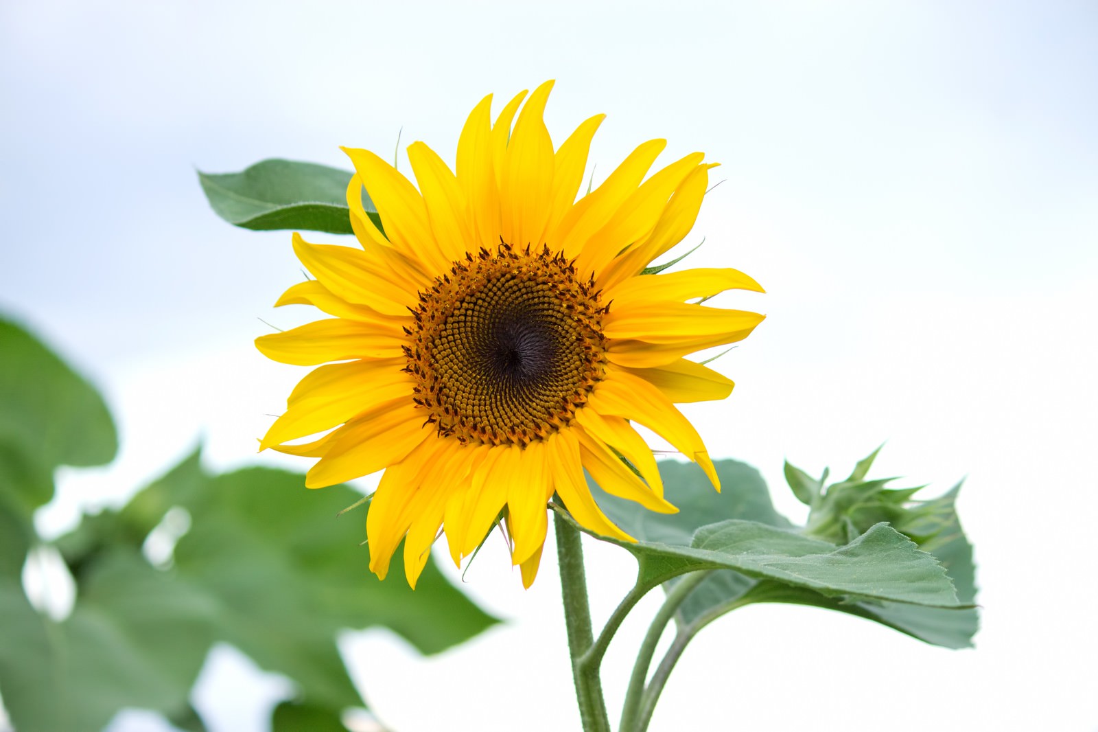正面から見た太陽の形のひまわりの花