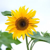正面から見た太陽の形のひまわりの花の写真