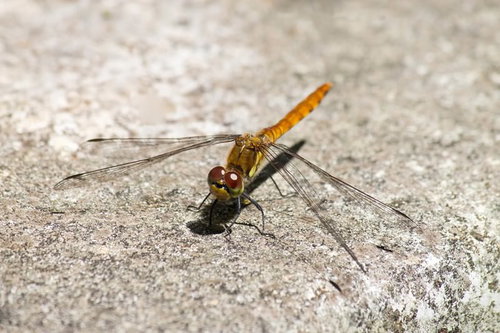 アスファルトの路面に止まるトンボの接写