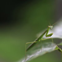 緑の葉の上で前脚を上げて獲物を待ち構える蟷螂の写真