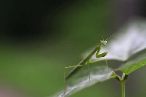 緑の葉の上で前脚を上げて獲物を待ち構える蟷螂