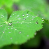 葉の上の水滴（雨上がりのクローズアップ）の写真