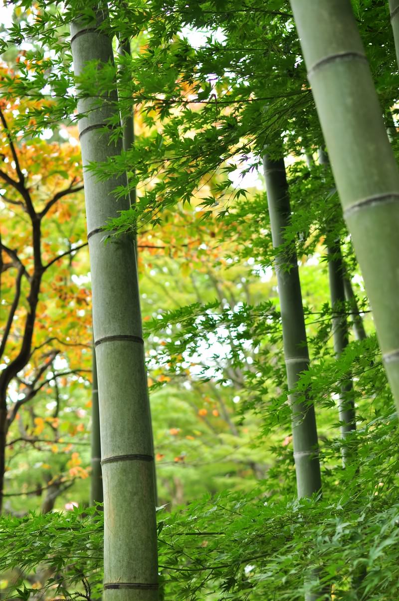 竹の幹と紅葉した枝を見上げた和風景