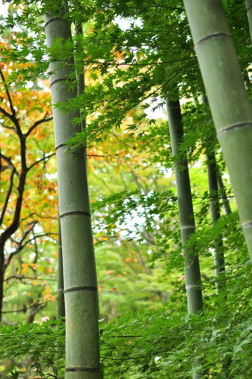 竹の幹と紅葉した枝の和風景