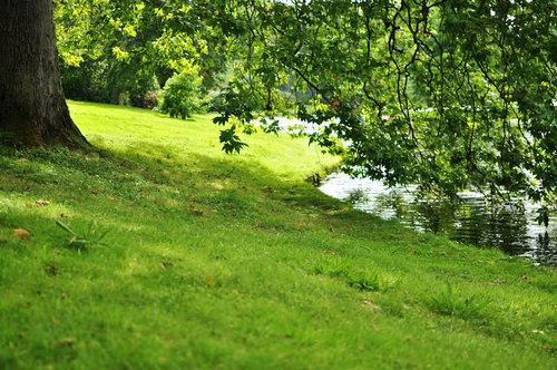 木の下から眺める池と芝生の公園