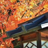 紅葉したモミジと和風建築の軒下の灯篭の写真