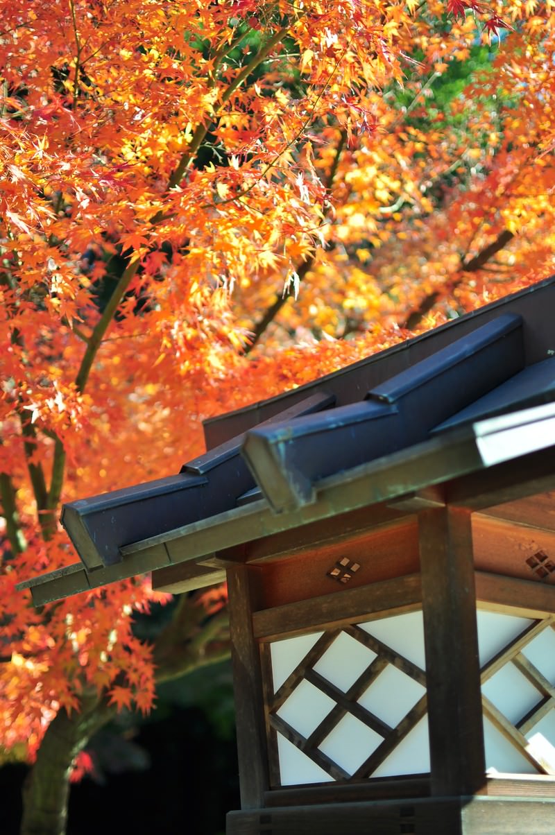 和風庭園で紅葉の上に見える黒い灯篭と瓦屋根の建物
