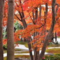 日本庭園で色づく紅葉の枝の写真