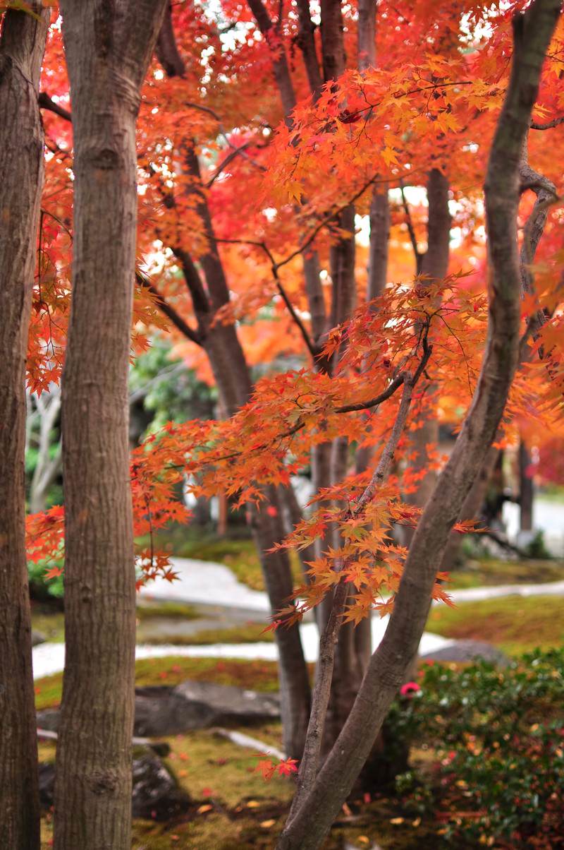 日本庭園で赤やオレンジに色づく紅葉の枝