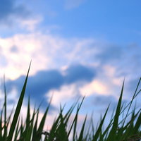 夕暮れ時の稲穂の写真