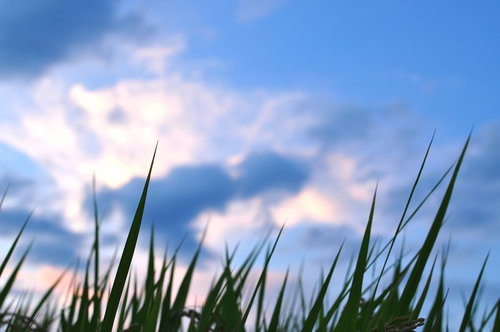 夕暮れ時の稲穂