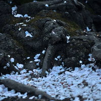 黒い岩と苔の上に散った白い花びらの写真